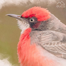 Load image into Gallery viewer, Desert Birds