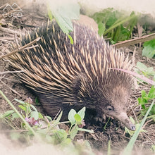 Load image into Gallery viewer, Echidna Roller