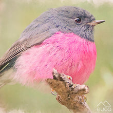 Load image into Gallery viewer, Forest Birds