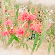 Load image into Gallery viewer, Winter Gum Trees